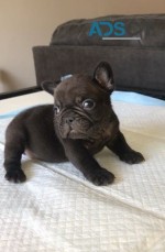 French bulldog For Sale