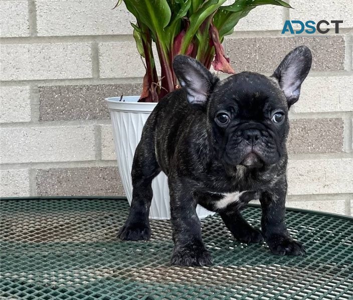 French bulldog For Sale