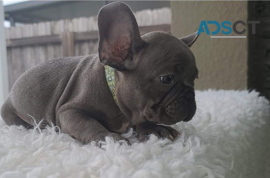 French bulldog For Sale