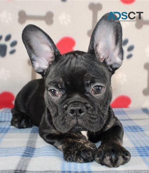 French bulldog For Sale