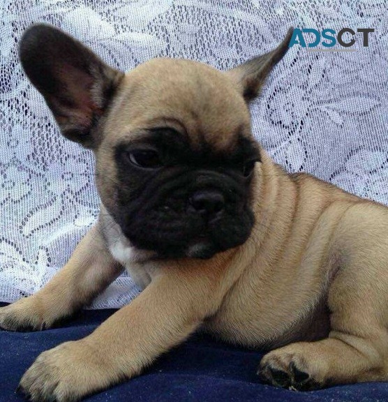 French bulldog For Sale