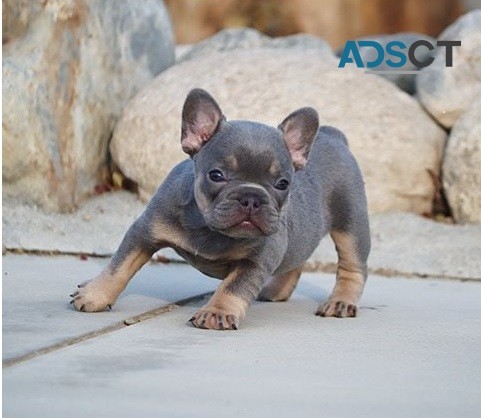 French bulldog For Sale