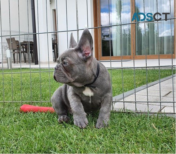 French bulldog For Sale