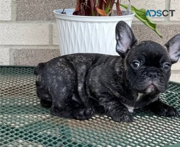 French bulldog For Sale