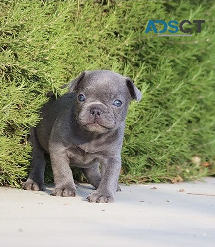 French bulldog For Sale