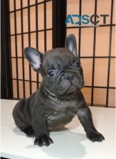 French bulldog For Sale