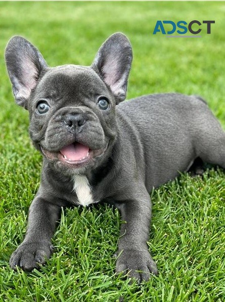 French bulldog For Sale