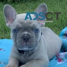  French Bulldog puppies for sale