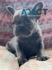  French Bulldog puppies for sale