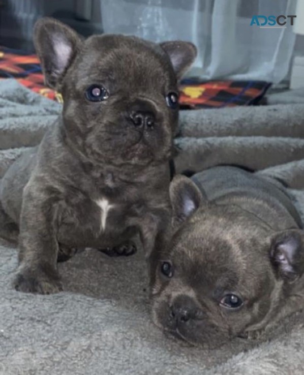  French Bulldog puppies for sale