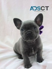 French Bulldog puppies for sale