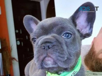 French Bulldog puppies for sale