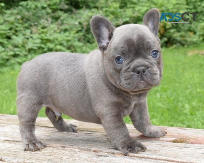 French Bulldog puppies for sale