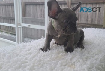  French bulldog for sell