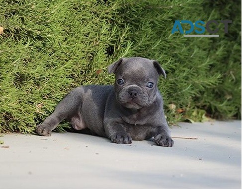  French bulldog for sell