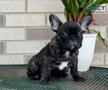  French bulldog for sell