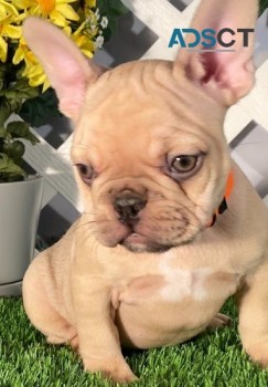  French bulldog for sell