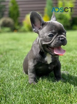  French bulldog for sell