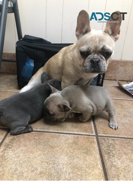  French bulldog for sell