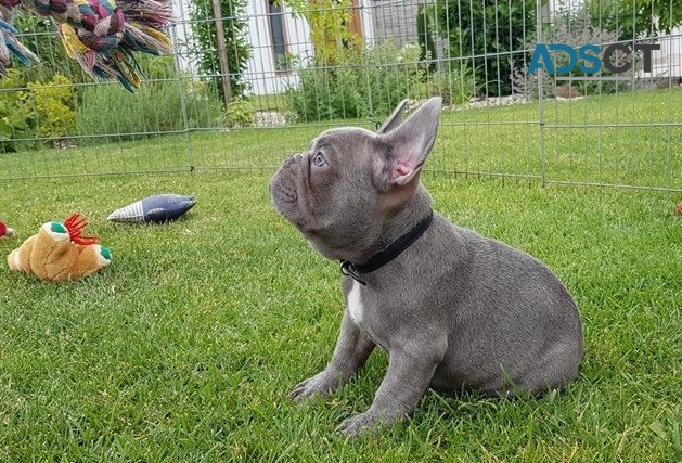  French bulldog for sell