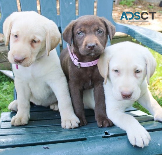 Labrador Retriever puppies for sale