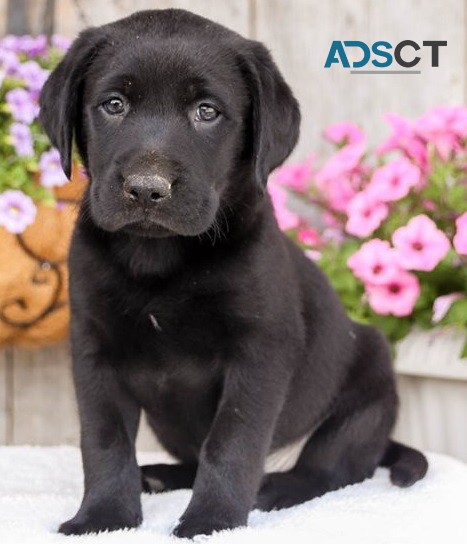 Labrador Retriever puppies for sale