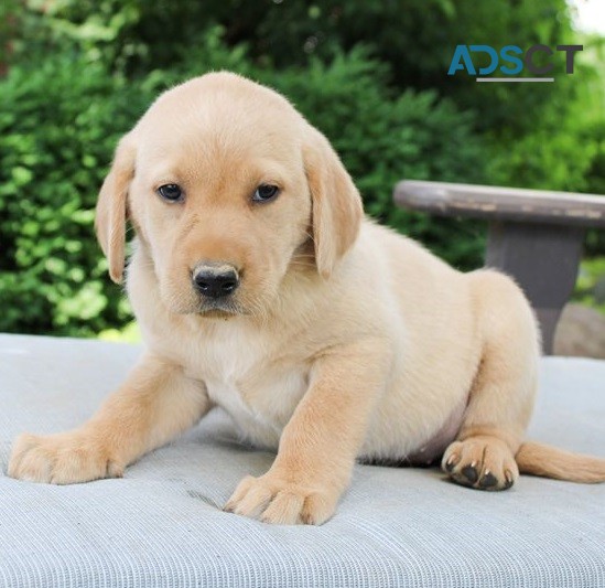 Labrador Retriever puppies for sale