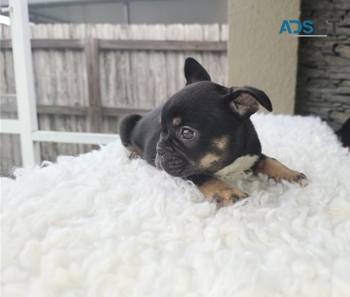  French bulldog for sell