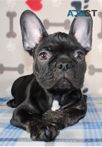  French bulldog for sell