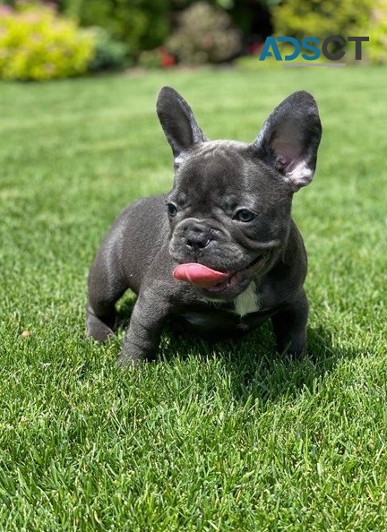  French bulldog for sell