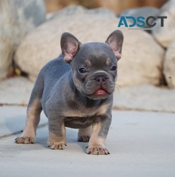  French bulldog for sell