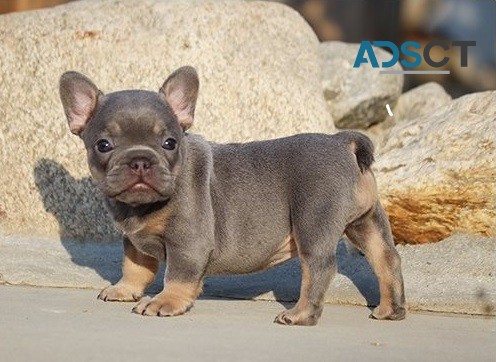  French bulldog for sell