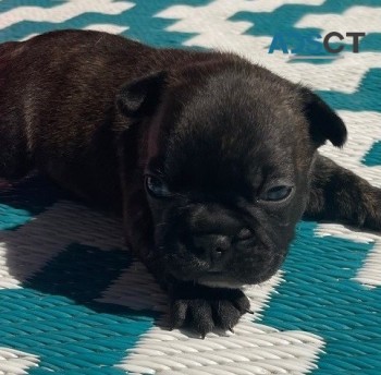  French bulldog for sell