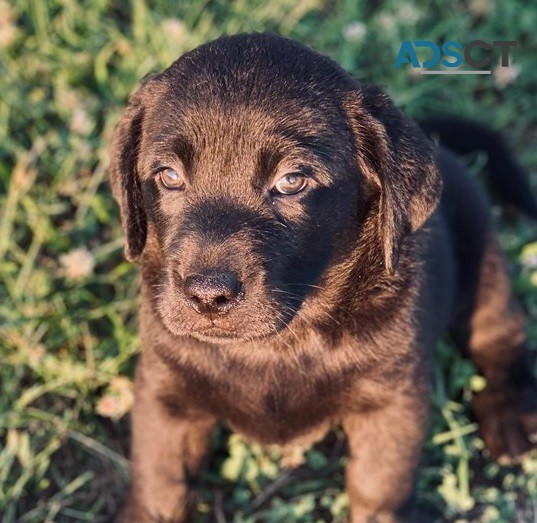 Labrador Retriever puppies for sale