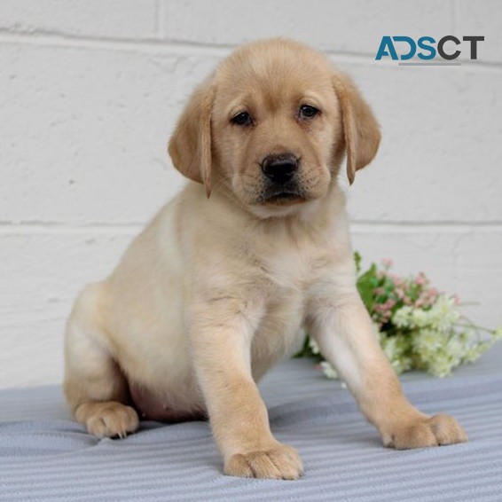 Labrador Retriever puppies for sale