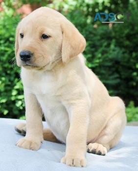 Labrador Retriever puppies for sale