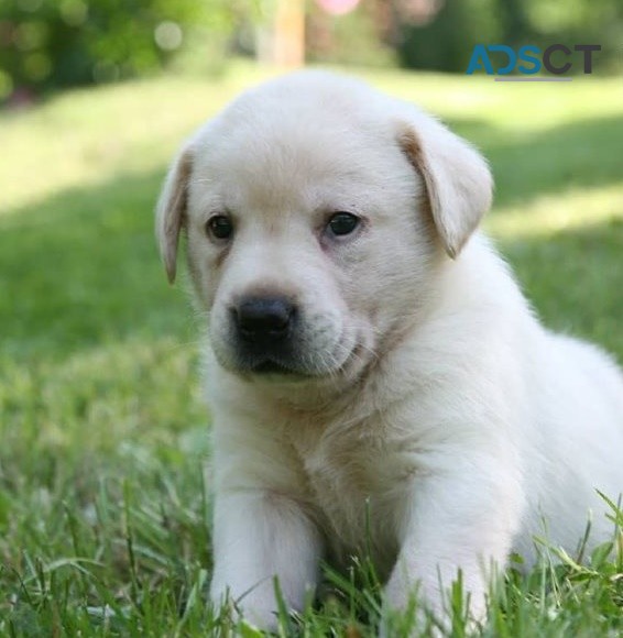 Labrador Retriever puppies for sale