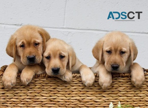 Labrador Retriever puppies for sale