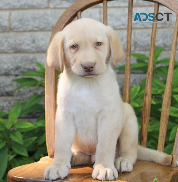 Labrador Retriever puppies for sale