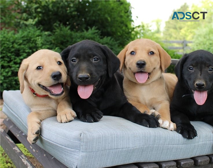 Labrador Retriever puppies for sale