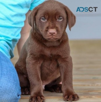 Labrador Retriever puppies for sale