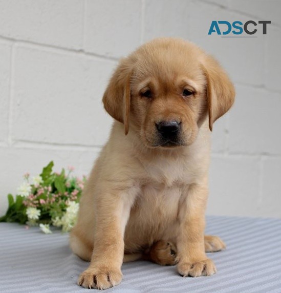 Labrador Retriever puppies for sale