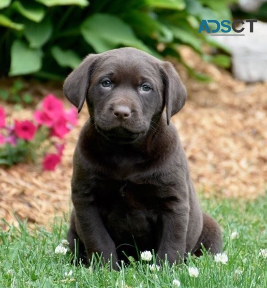 Labrador Retriever puppies for sale