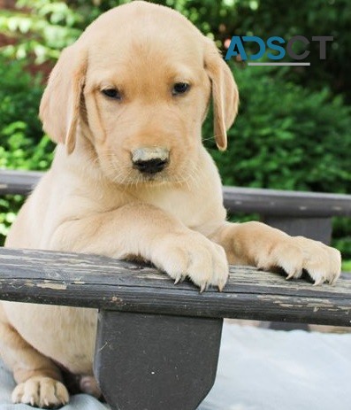 Labrador Retriever puppies for sale