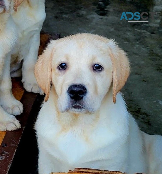 Labrador Retriever puppies for sale