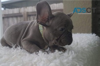  French bulldog for sell