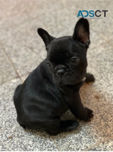  French bulldog for sell