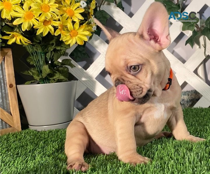  French bulldog for sell