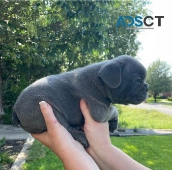  French bulldog for sell