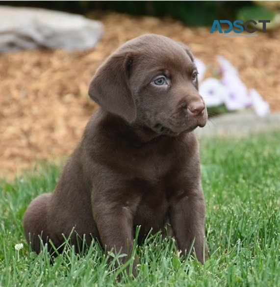 Labrador Retriever puppies for sale